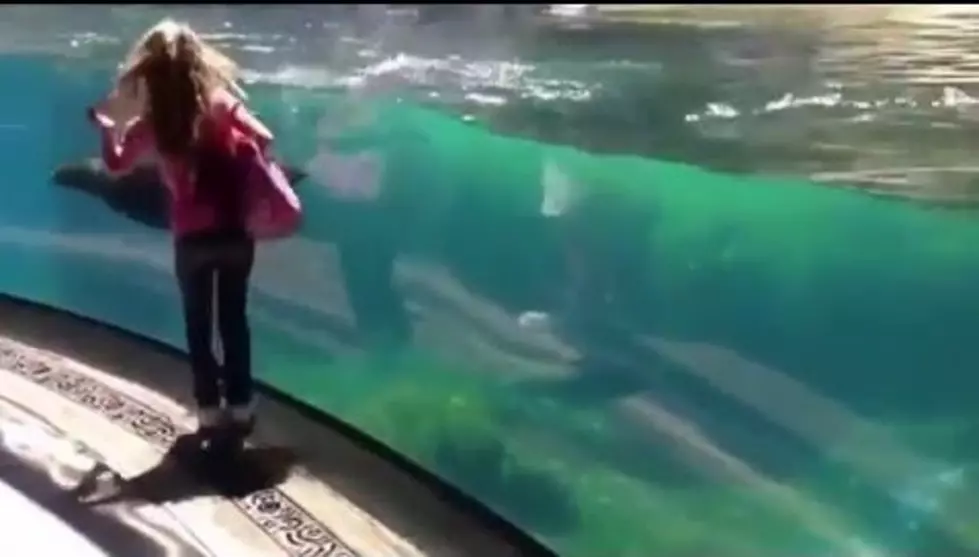 Cute Video of  Little Girl and Seal Playing Tag