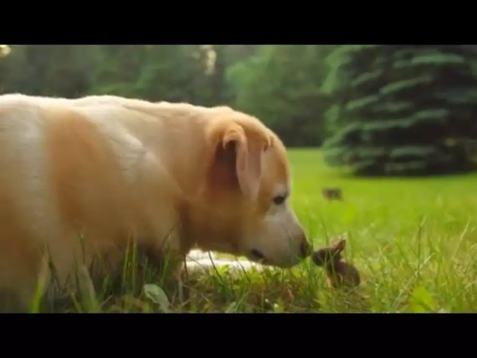 Dog Saves Baby Bunny’s Life, And They Become Great Friends [Video]