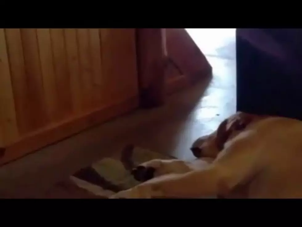 Elderly Lab&#8217;s Snoring Sounds Like He&#8217;s Going For A Scuba Dive [Video]