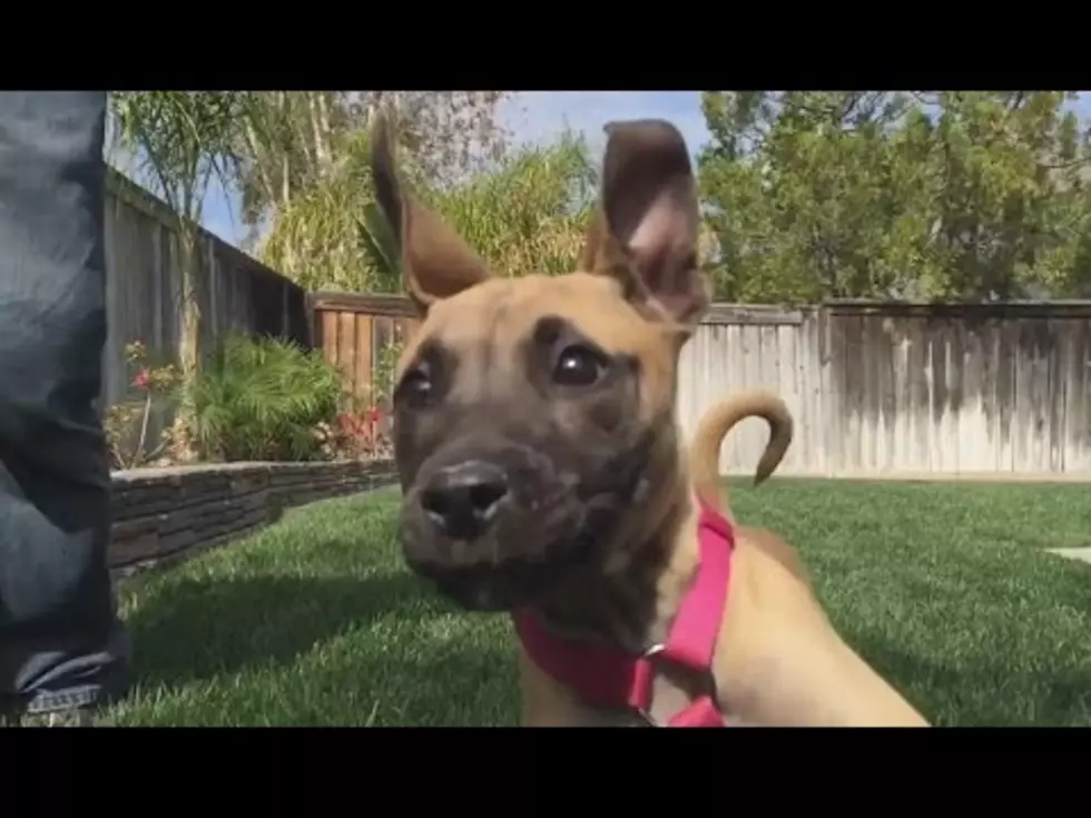 Watch These Cute Puppies Run Into The Camera [Video]