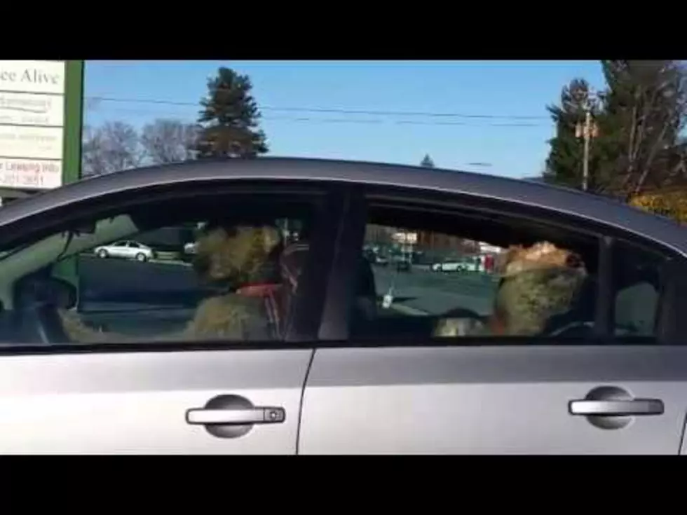 Impatient Dog Left in the Car Lays on the Horn