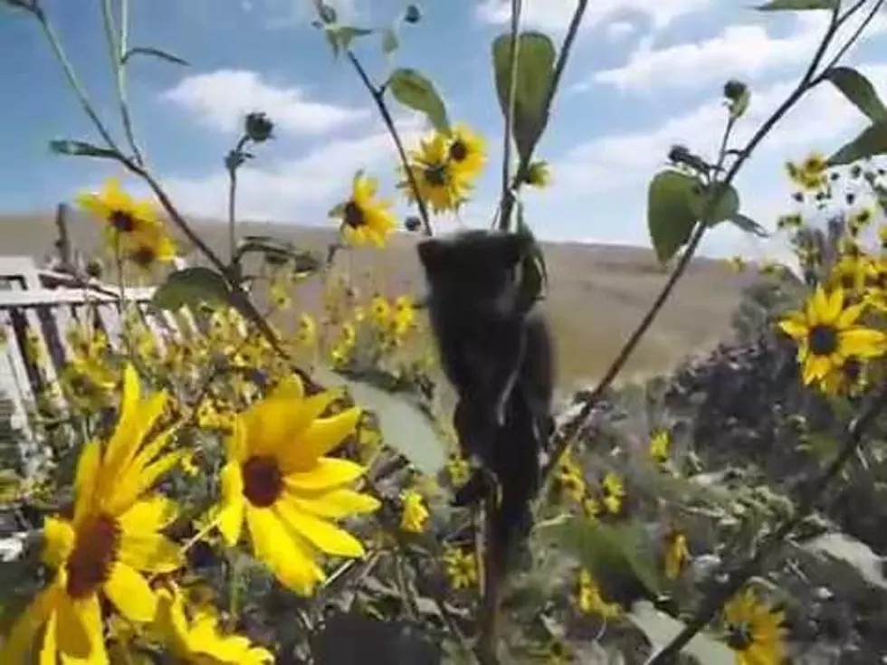 It’s Friday, So Enjoy This Kitten Stuck In A Sunflower [Video]