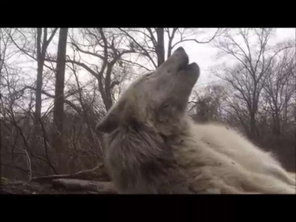 World&#8217;s Laziest Wolf Howls [Video]