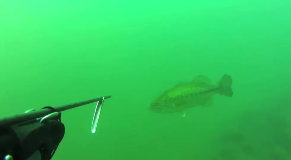 Spearfishing in Lake Michigan