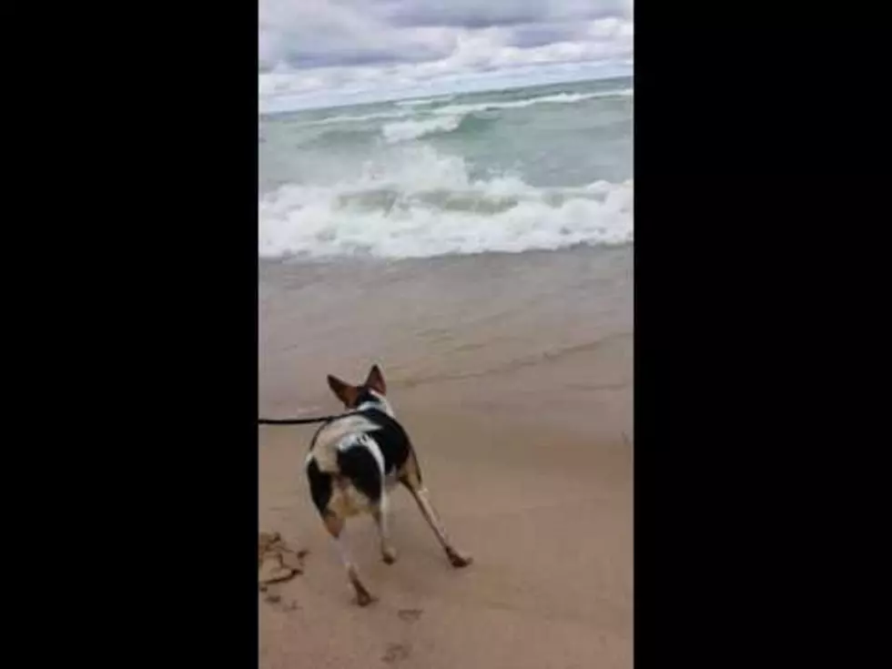 The Epic (Silly) Struggle Dog vs Lake Michigan