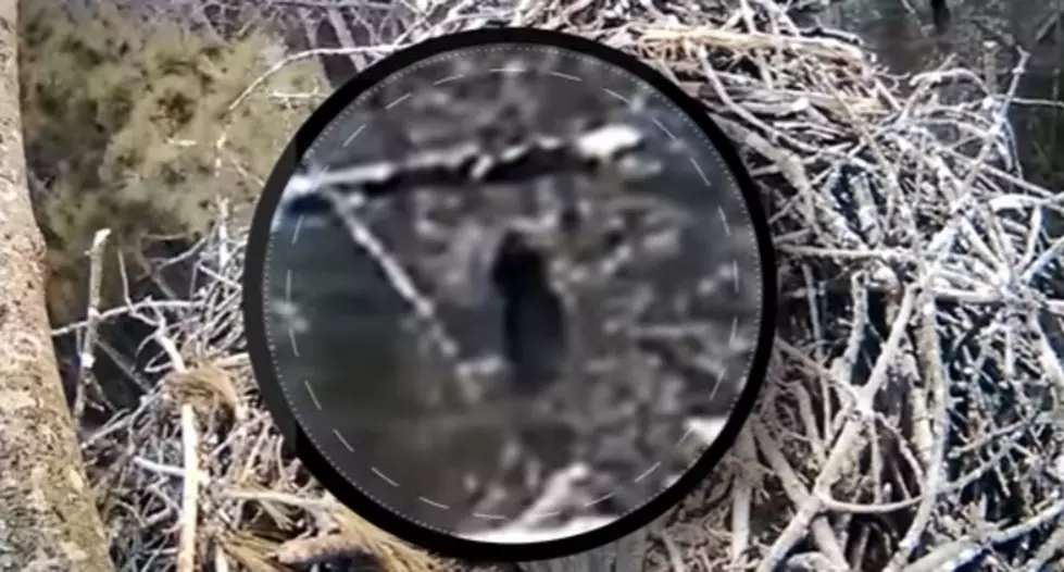 Did Bigfoot Photo Bomb A Northern Michigan Eagle’s Nest? [Video]