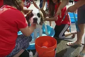 Gilda&#8217;s Club 15th Annual World&#8217;s Largest Dog Wash [VIDEO]