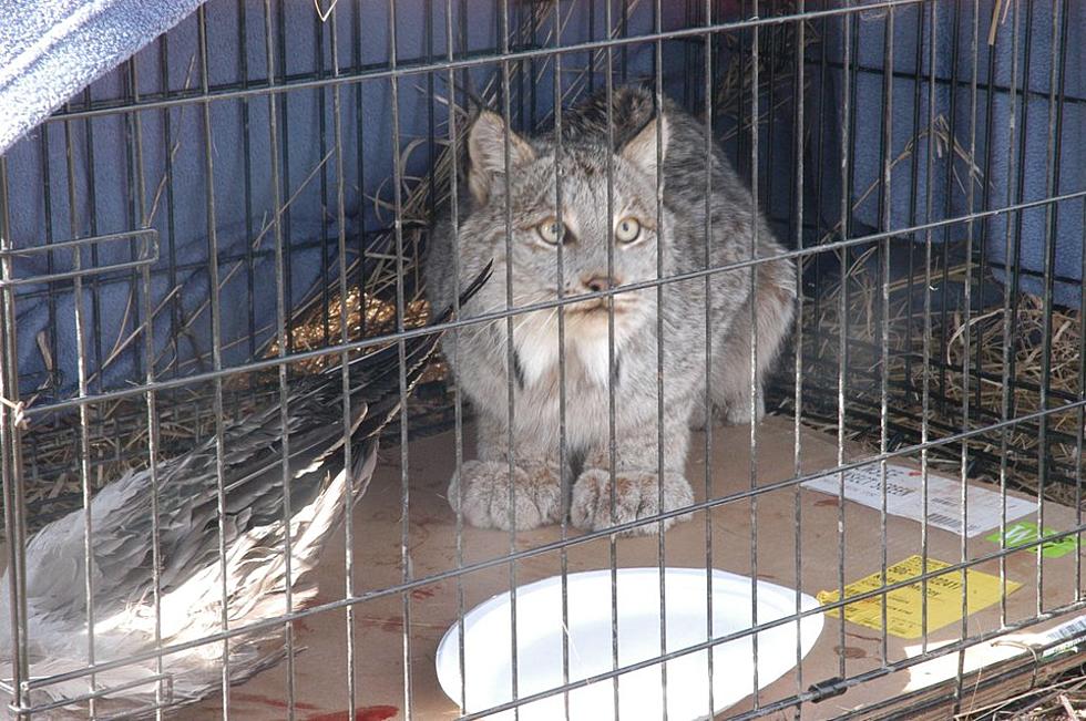 Lynx Caught In Michigan Is First Since 1917 [Video]