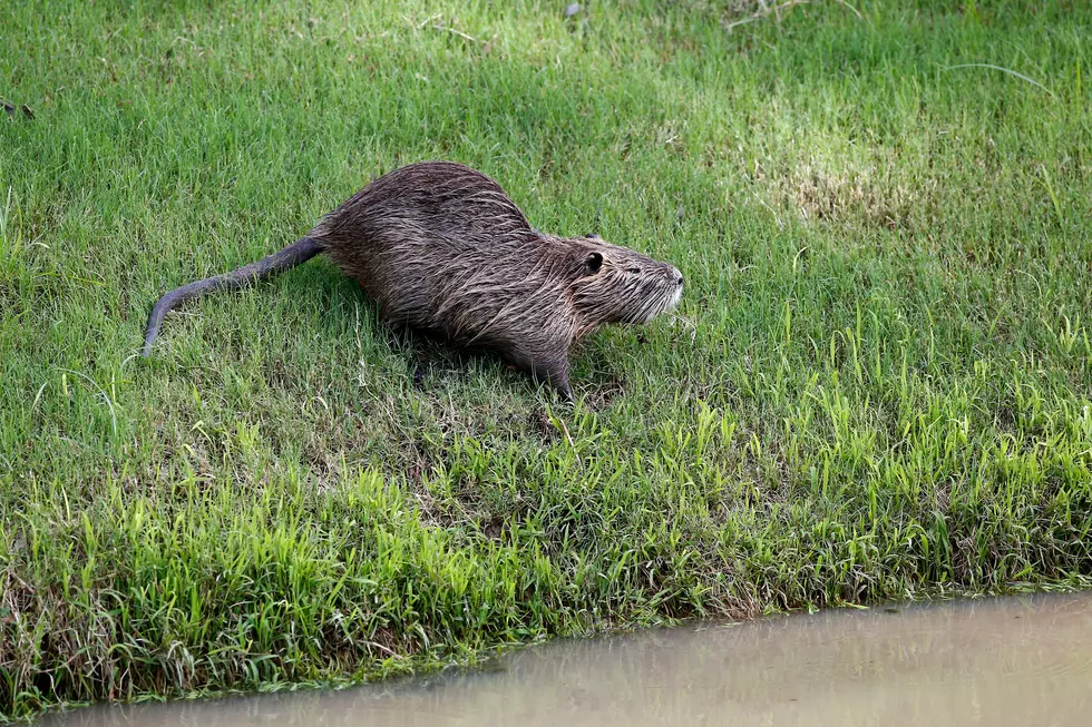 The Lesser Known Michigan Tradition Of Eating Muskrat For Lent