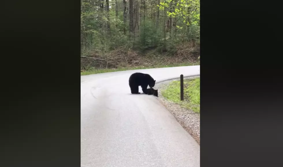 Michigan Mama Bear Leads Her Cubs Across The Road [Video]