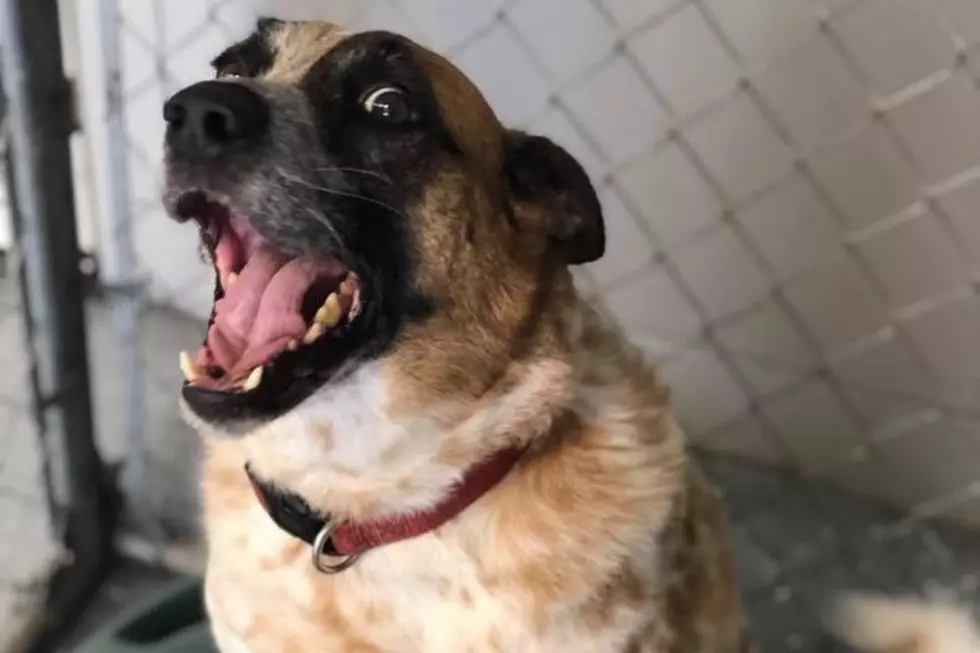 &#8216;Troubled&#8217; Shelter Dog Finds Home In Michigan