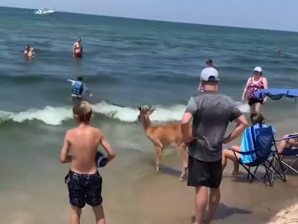 Deer Enjoys Day At The Saugatuck Beach [Video]