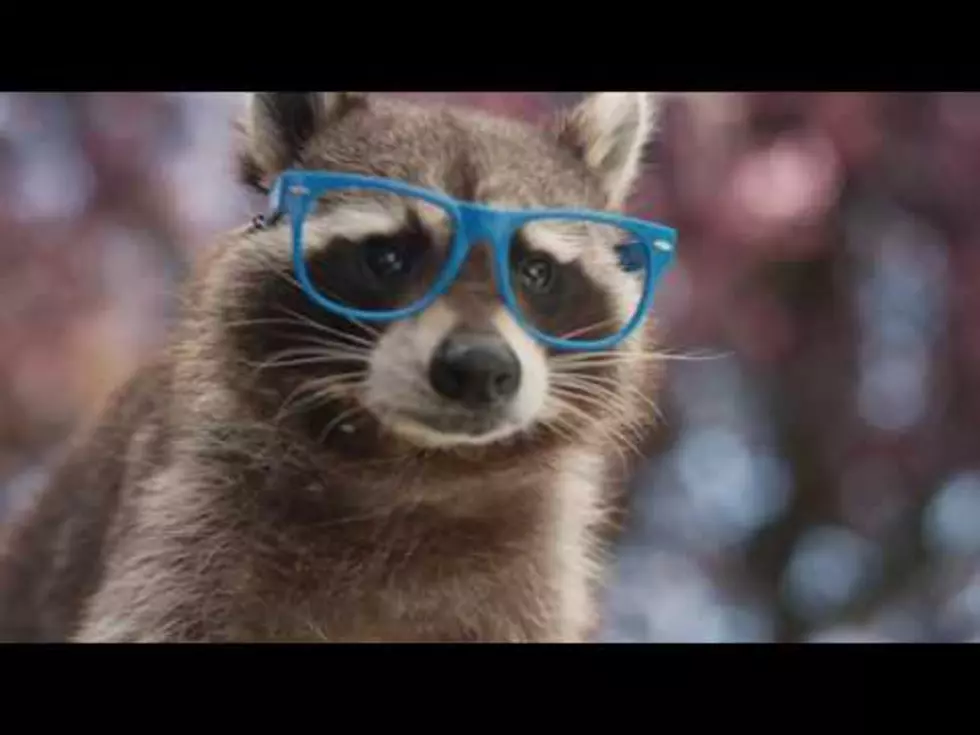 Michigan Using Raccoons To Encourage Recycling [Video]
