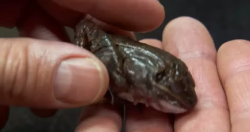Frog Life: Frozen In Winter, Alive In Spring [Video]