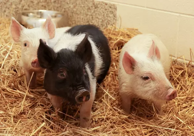Anyone Have A Brick House? Three Little Pigs Need A Home