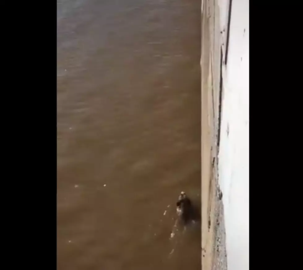 Man Rescues Shivering Dog From Grand River [Video]