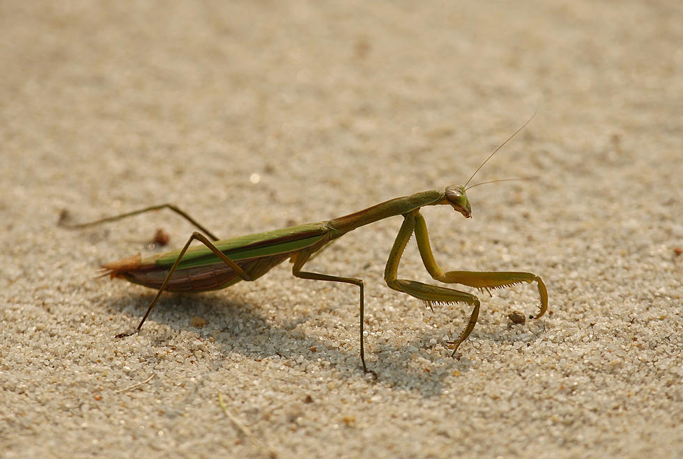 Watch A Preying Mantis Take On A ‘Murder Hornet’ [Video]