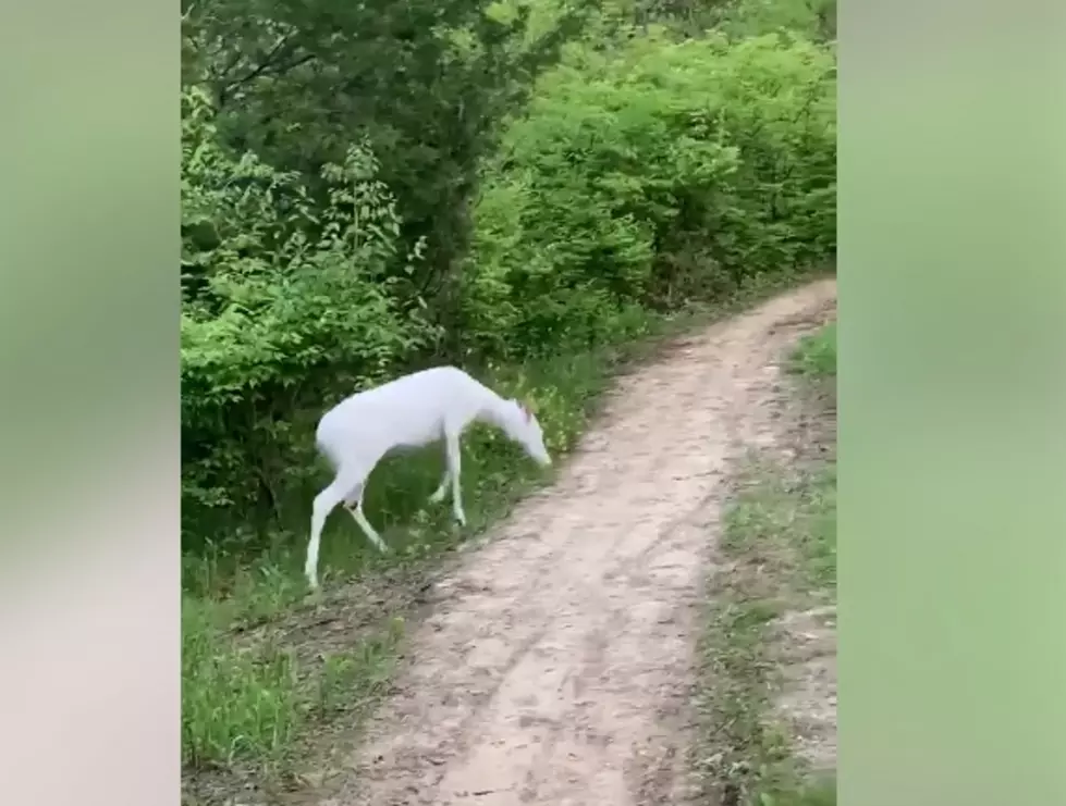 Trail Runners Come Across A Pair Of Albino Deer [Video]