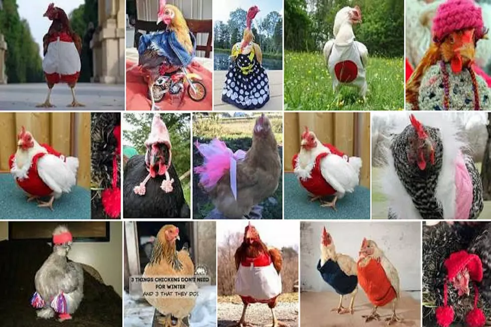 Why are People Dressing Up Chickens?