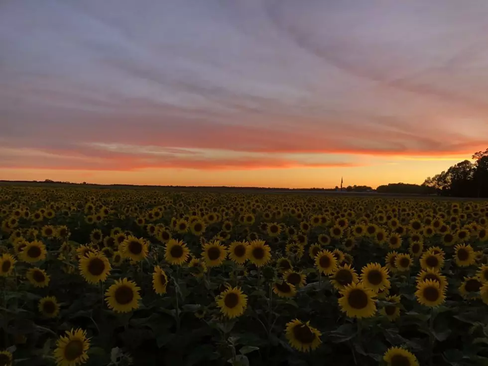 UP Sunflower Field Shines In Summer Glory [Photos]