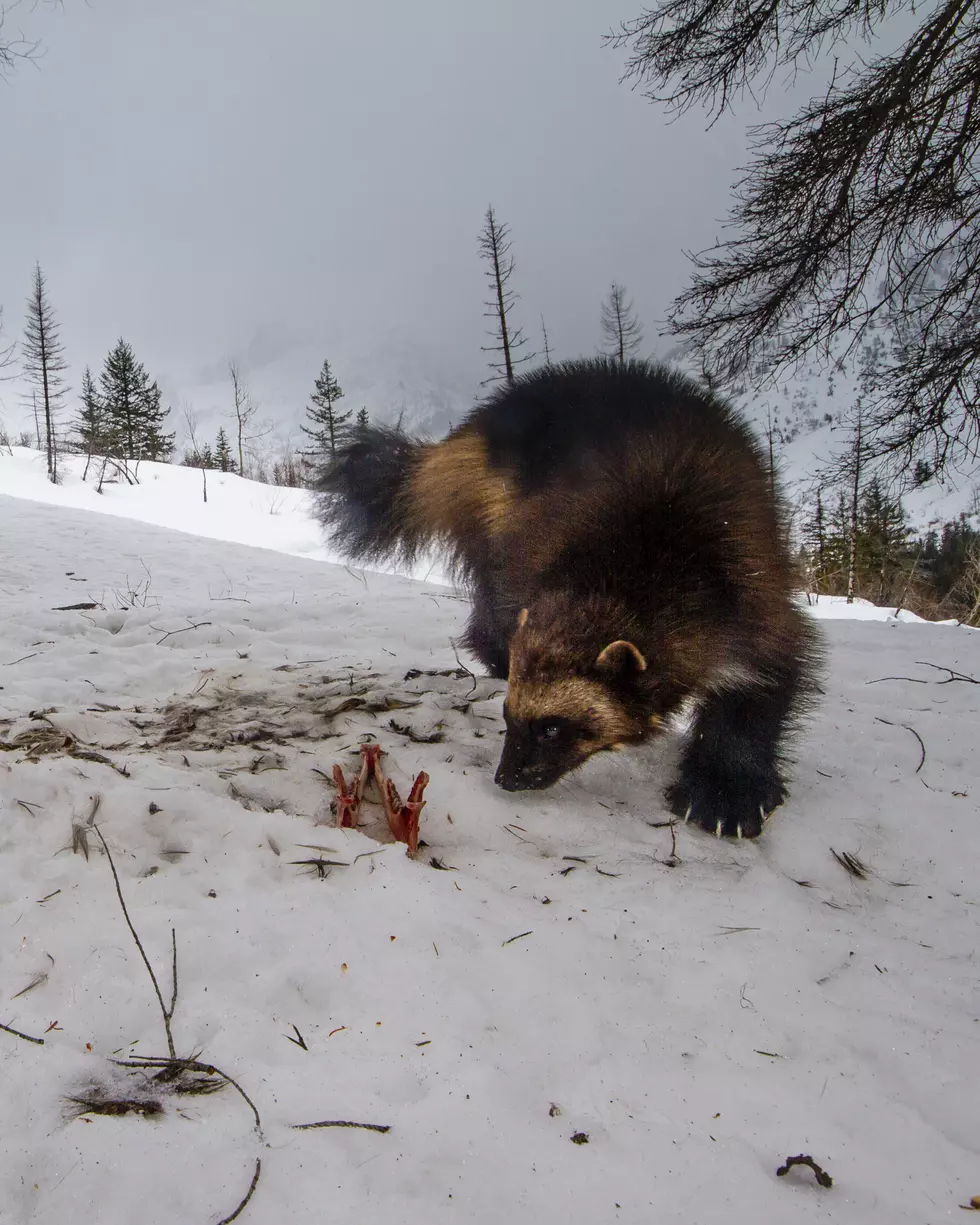 Are Wolverines Making A Comeback? [Video]