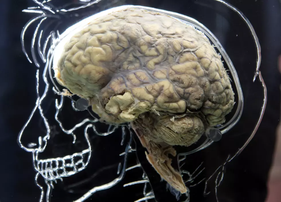 Was That A Human Brain Found On a Lake Michigan Beach?
