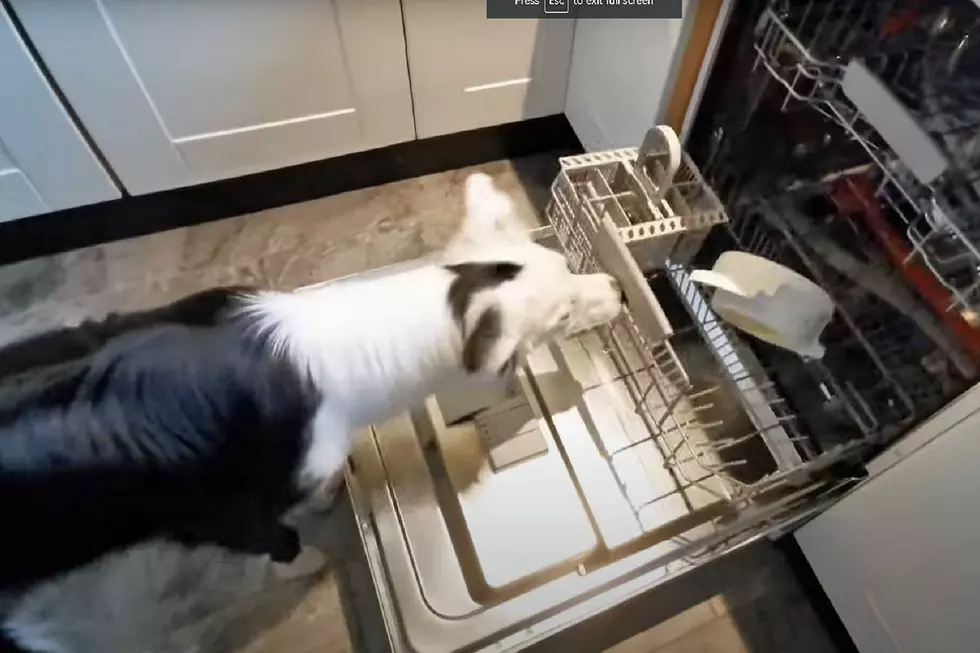 A Dog that Can Load the Dishwasher