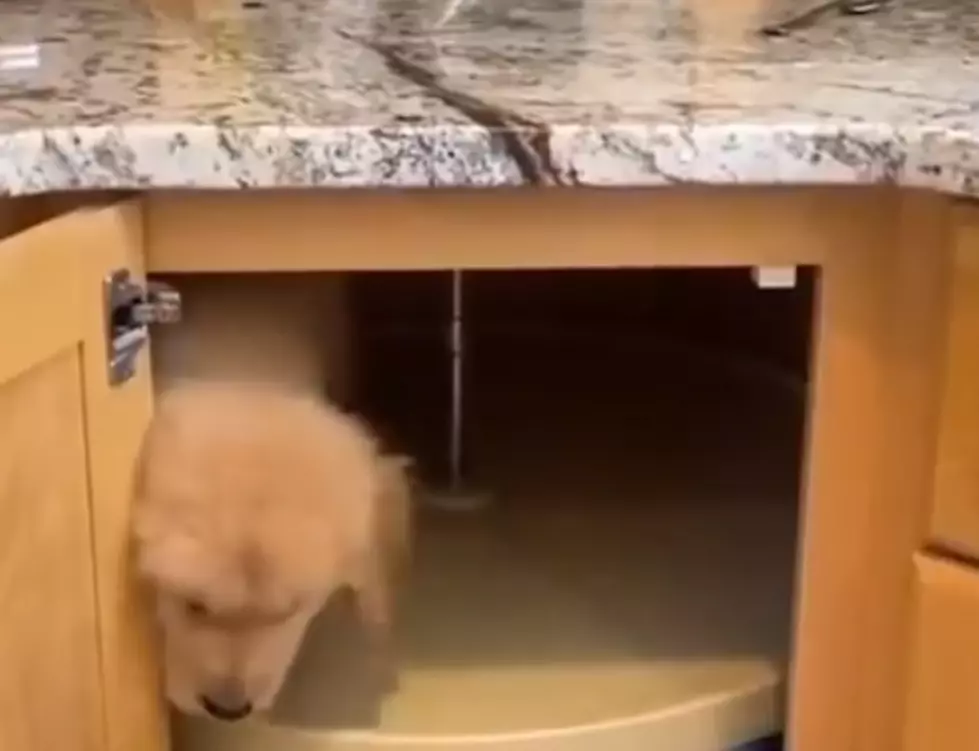 Sometimes We All Feel Like This Puppy On A Lazy Susan [Video]