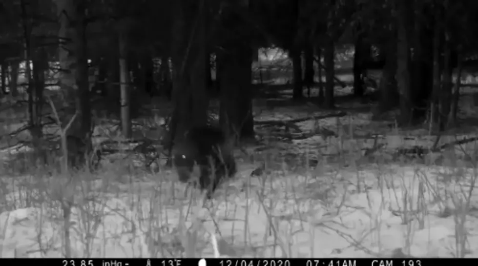 Wolverine Spotted In The Wild In Yellowstone [Video]