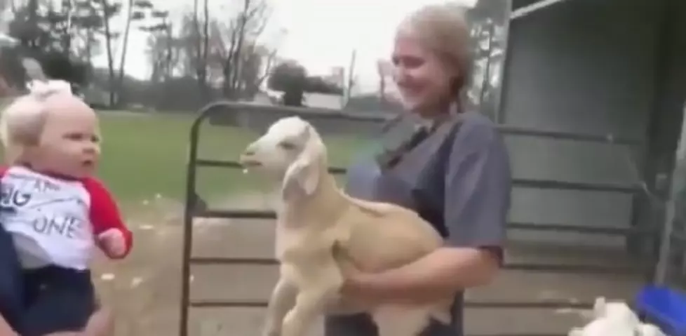Baby And Goat Get Into An Argument [Video]