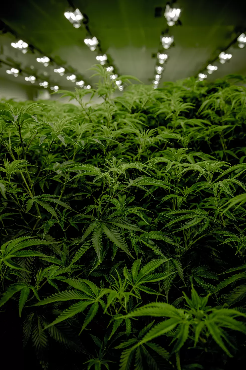 Michigan Marijuana Jobs Doubled In 2020