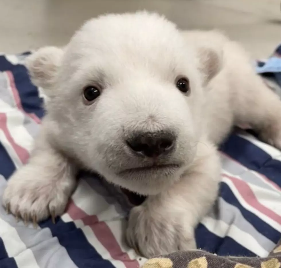 Twin Polar Bears Born At Detroit Zoo