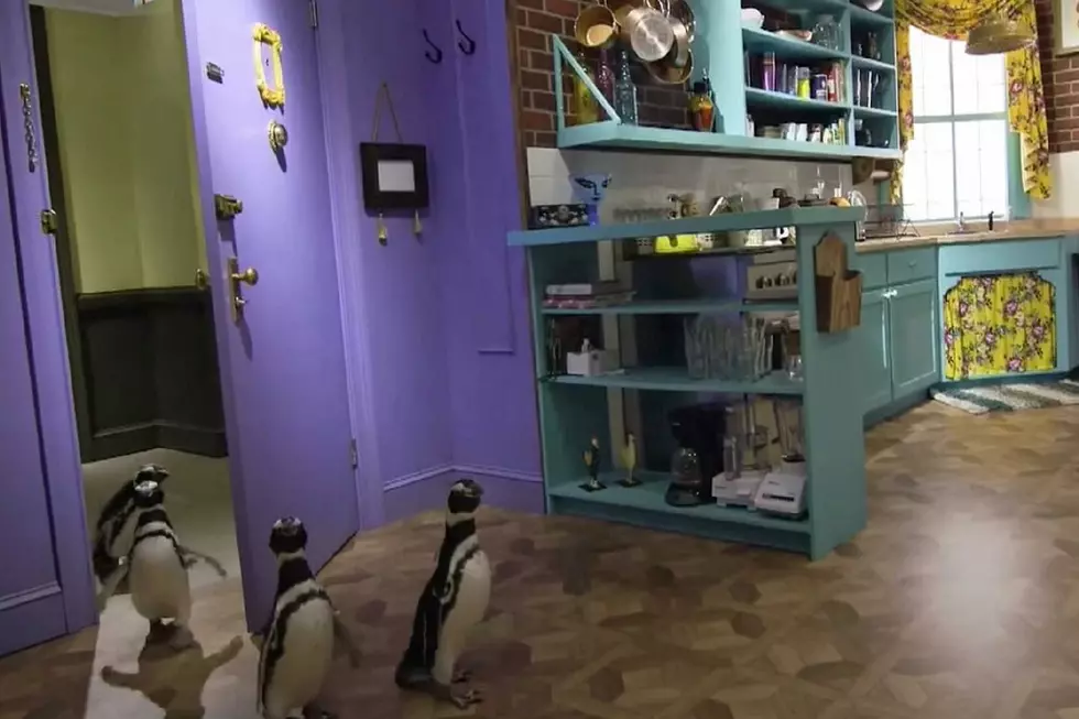 Penguins Visit the Set of "Friends"