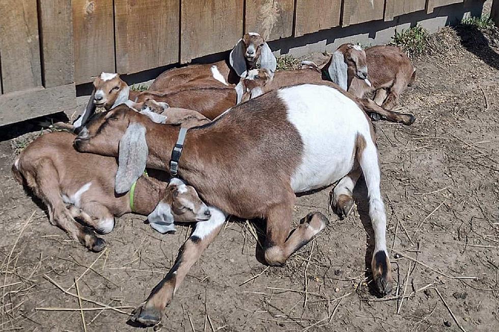 Cuddle with Baby Goats