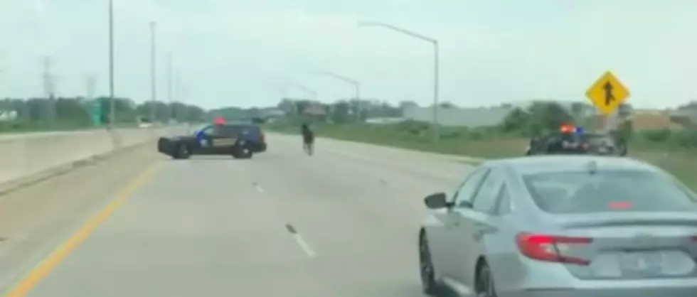 Horse On Michigan Freeway Corralled By Drivers [Video]