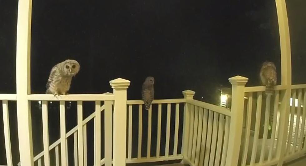 WATCH: Owls Do A Riveting Dance On Rockford Front Porch