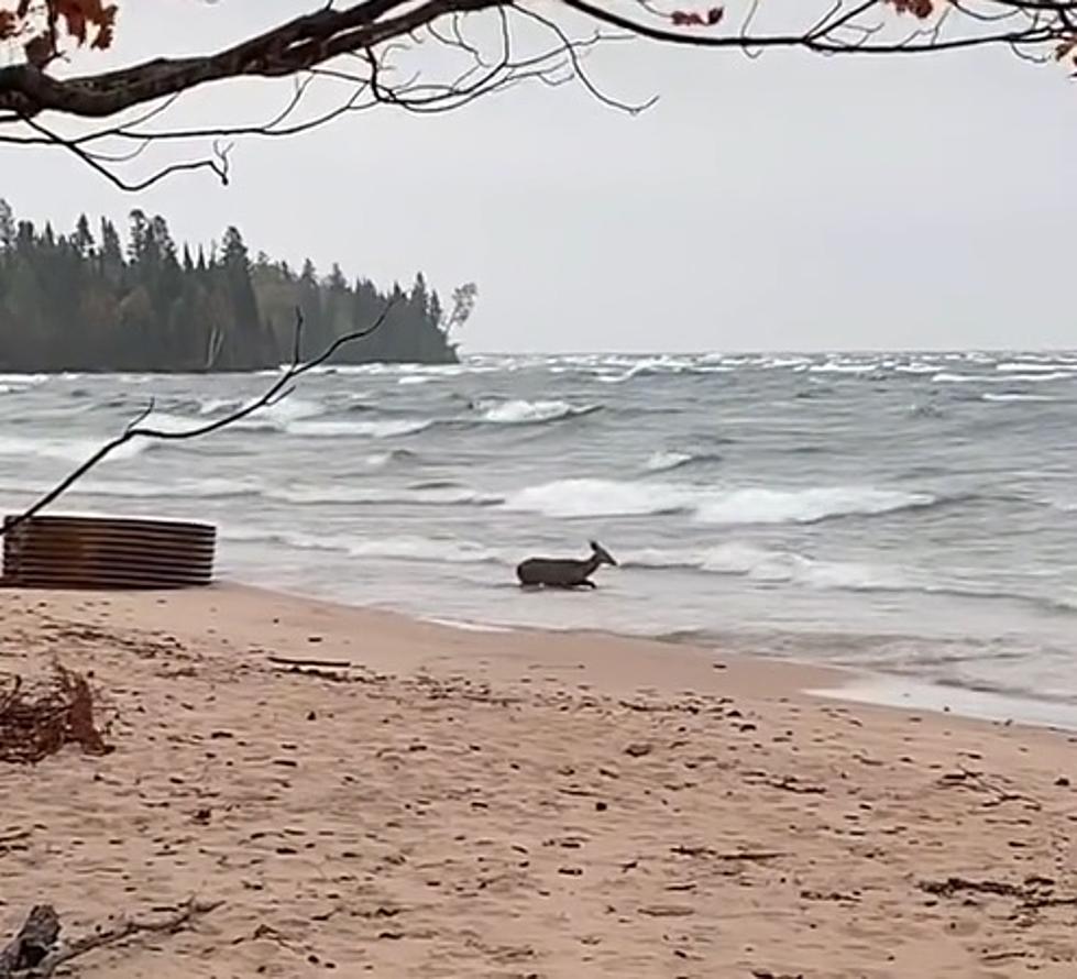 Watch: In Honor Of DNR&#8217;s 100th B-Day, A Deer Frolics In Lake Superior