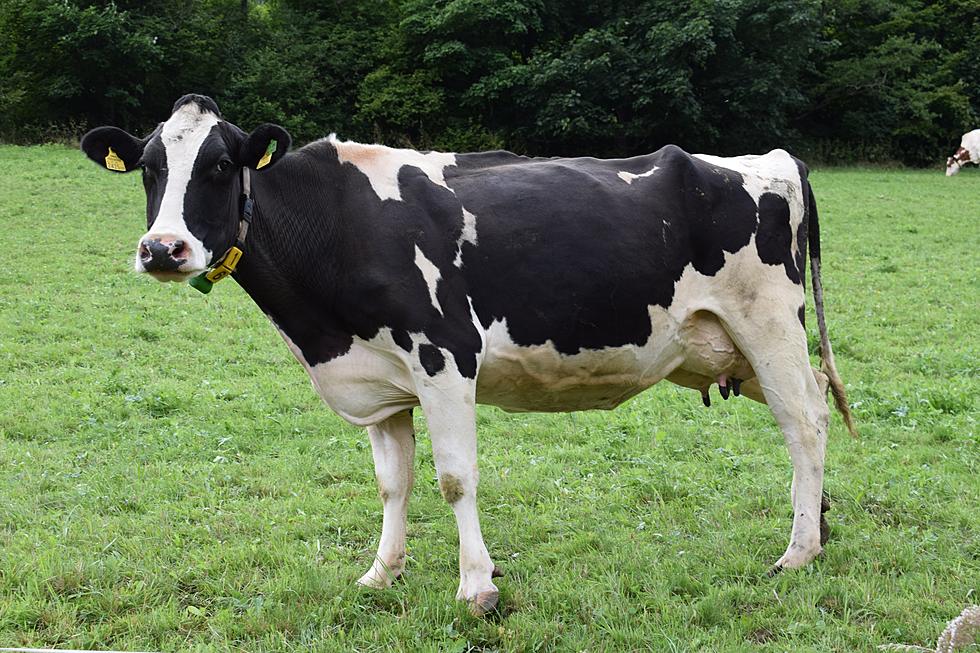 Udderly Ridiculous! Cow Costume Gets Michigan Teen Sent Home