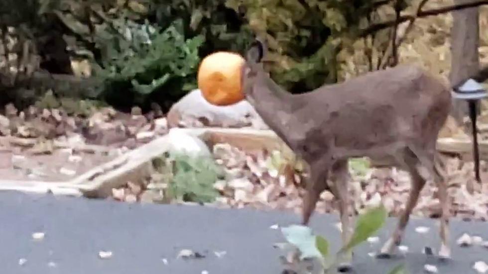 Deer With A Pumpkin On Its Head Is Roaming The Woods Of Cascade