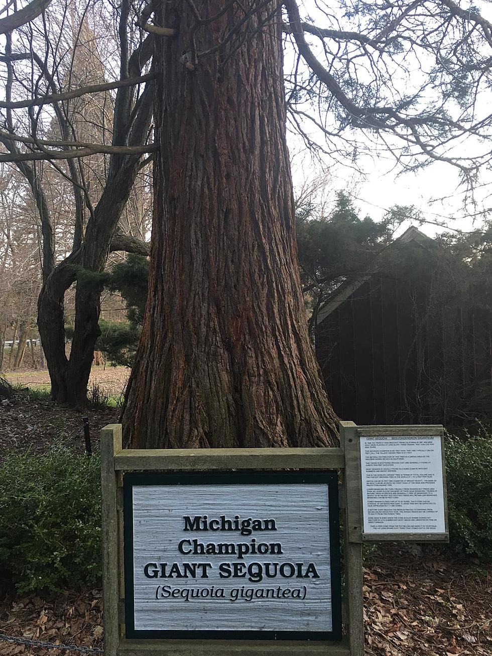 Today I Learned: Michigan Has Giant Sequoia Trees