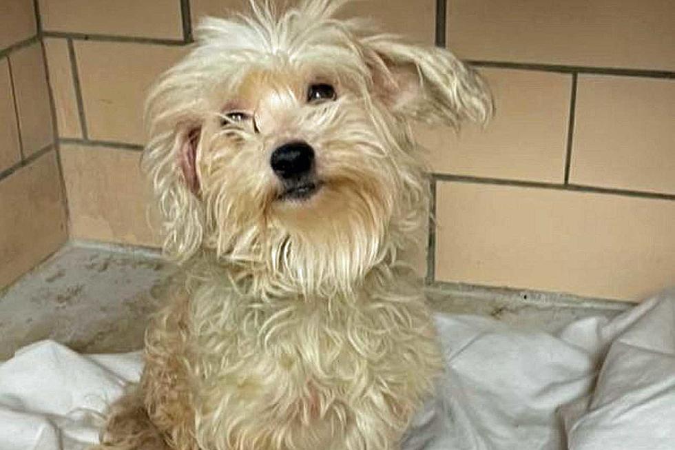 Missing Your Dog? Stray Found in Ohio has Kent County Dog License
