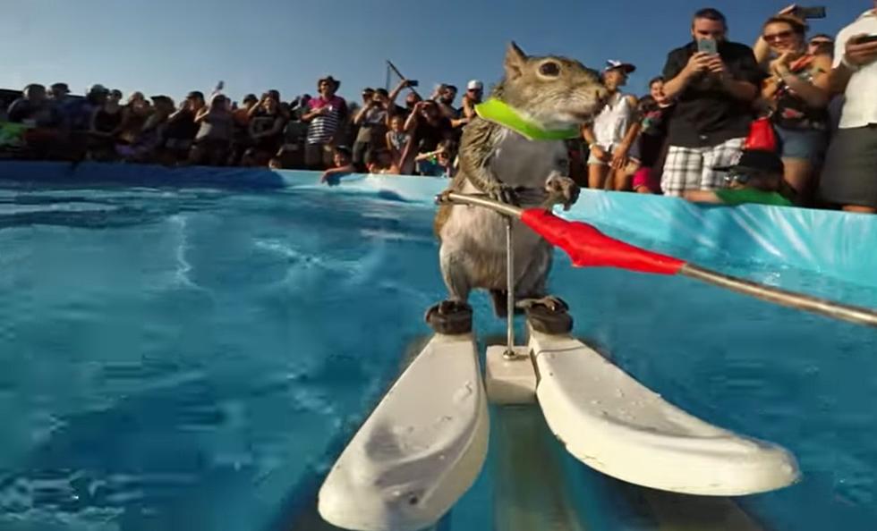 Twiggy The Water Skiing Squirrel Is Coming To Grand Rapids