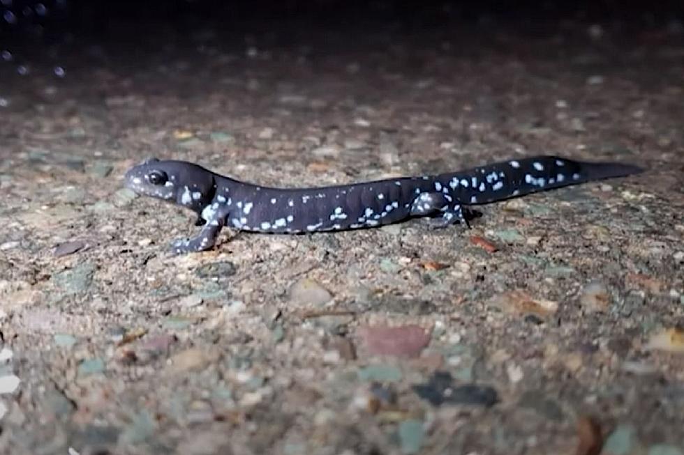Migrating Salamanders Force Road Closure in One Michigan City