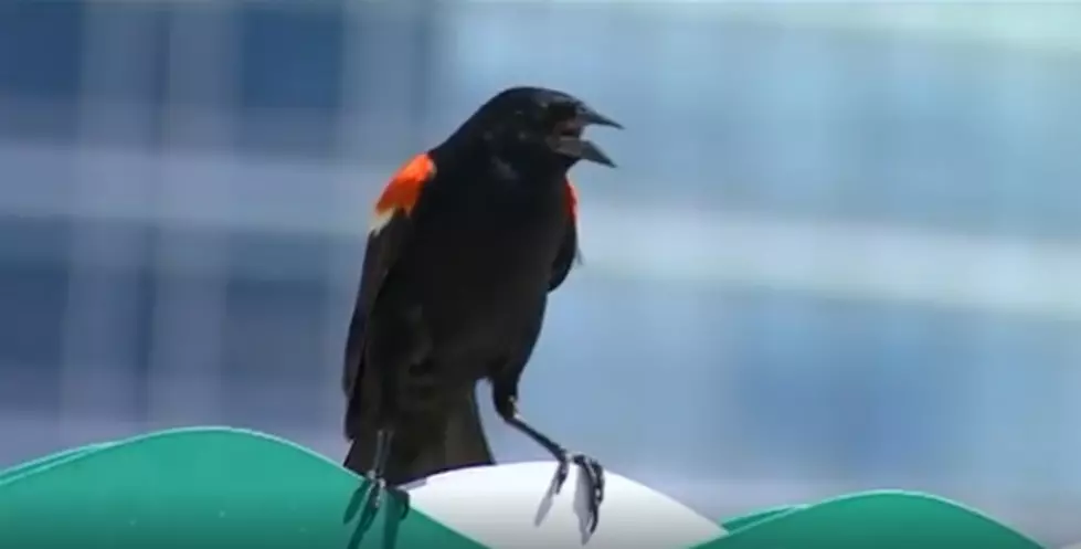 GR’s Aggressive Red-Winged Blackbirds Are Back!