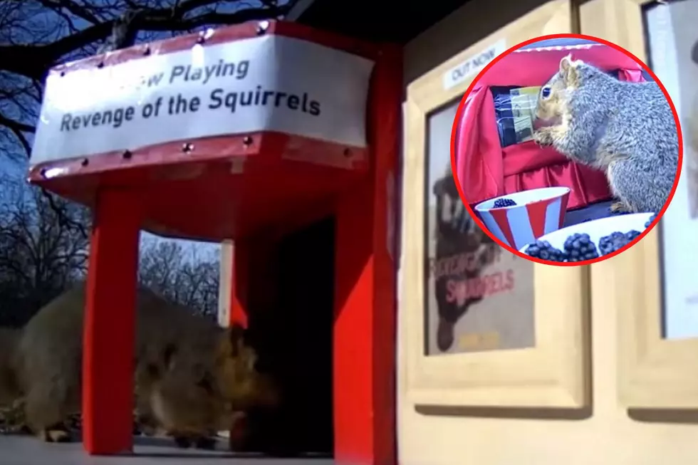 Michigan Man Builds a New Theater -- Just for Squirrels