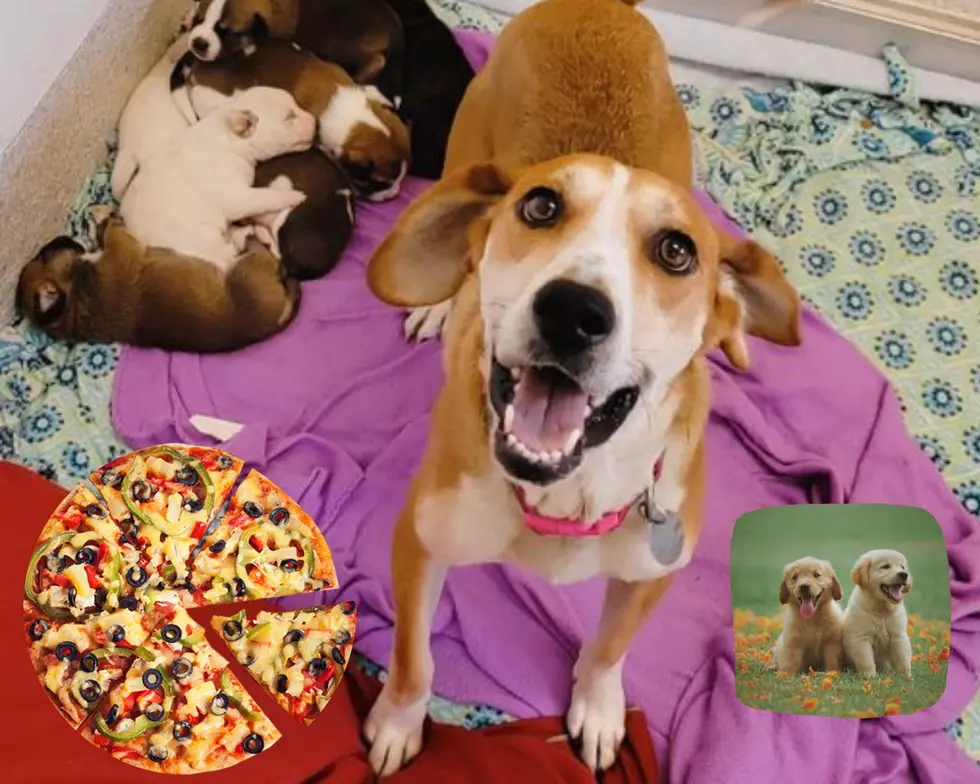 Pontiac Pound Puppies Get Named After Pizza Toppings