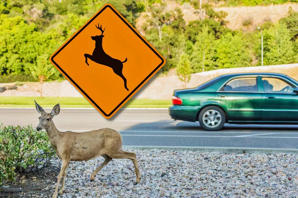 Does My Auto Insurance Cover Hitting a Deer in Michigan?