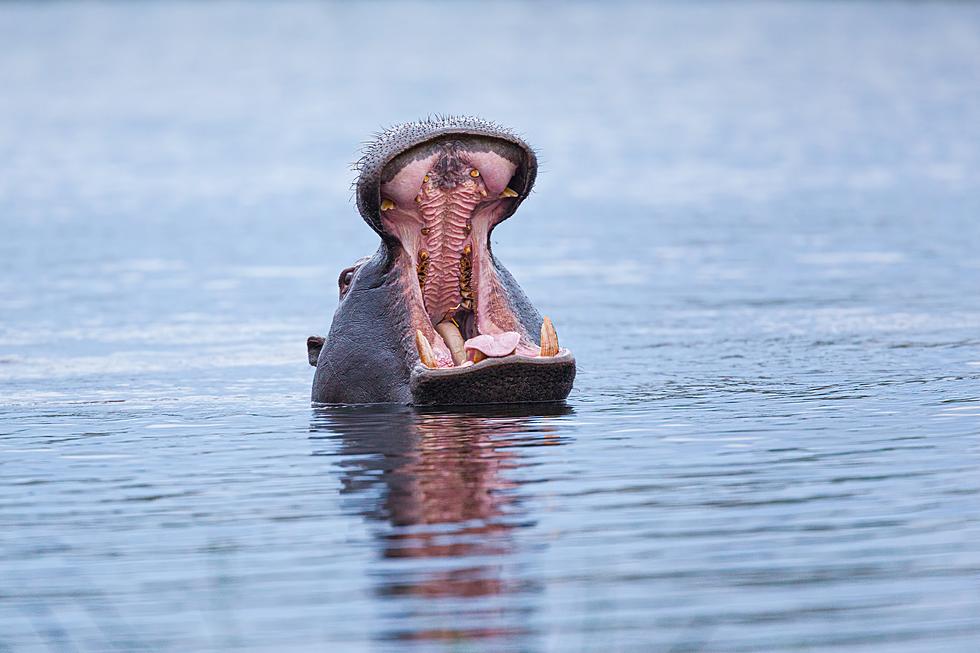 Hippo Queen Catches Raindrops in Cute Viral Video