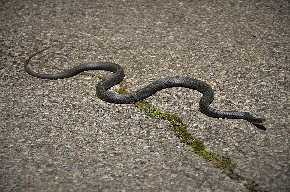 Are You Afraid of Snakes? Then Avoid this Road in Illinois