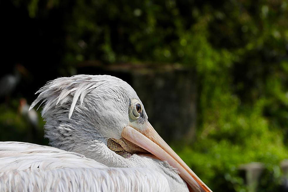 Insanely Rare White Pelicans are once again stopping in Illinois